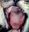 Отек язык у кошки