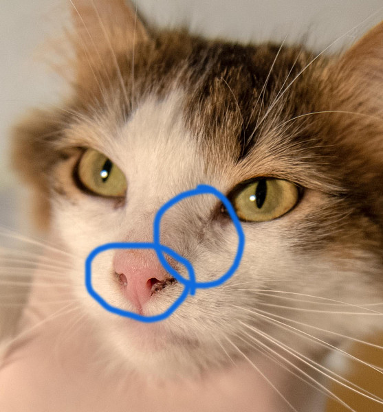 У кота сопли