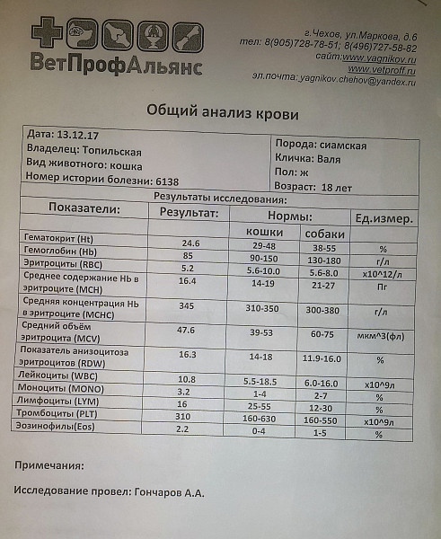У кота повышен креатинин