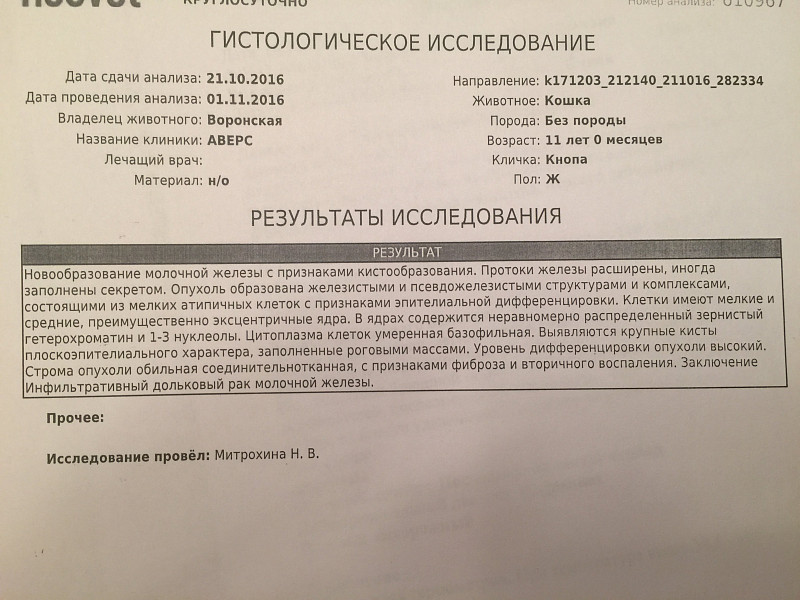 Время анализа гистологии. Гистологическое исследование молочной железы заключение. Заключение опухоли молочной железы. «Заключение» гистолргии. Биопсия молочной железы заключение.