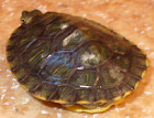 Красноухие черепахи на панцире белые пятна как вылечить