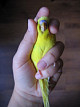 Волнистый попугай чешет глаз вокруг глаз thumbnail