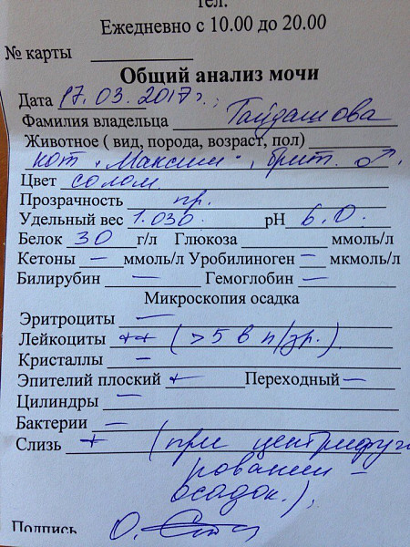 Анализ мочи обнаружен белок. Анализ мочи. Анализ мочи на белок. Хороший анализ мочи. Анализ мочи у беременных.