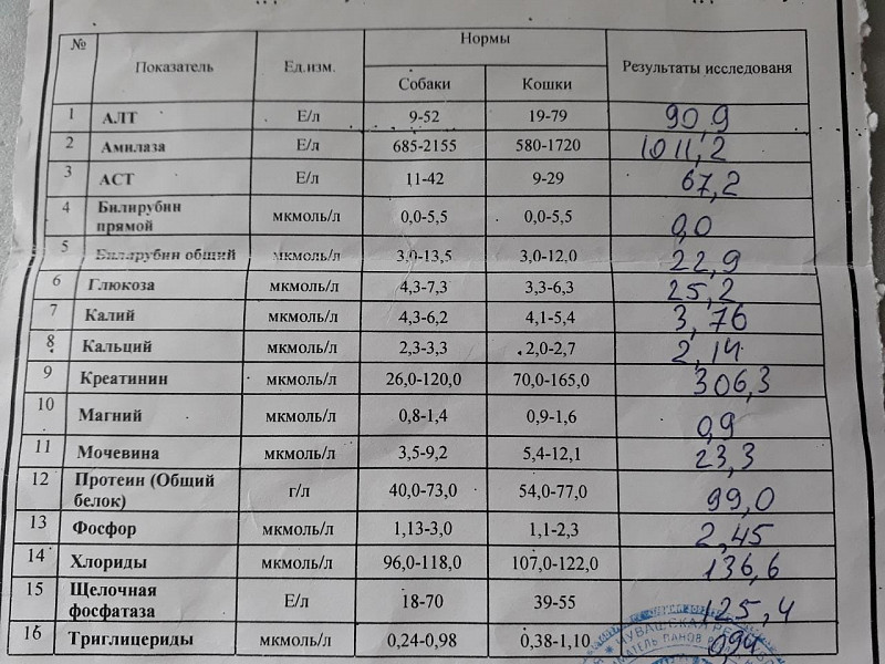 Фосфатаза щелочная норма у женщин после 60. Щелочная фосфатаза норма. Норма щелочной фосфатазы. Норма щелочной фосфатазы в крови. Норма щелочной фосфатазы у детей.