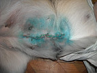 У собаки после стерилизации опухло возле шва