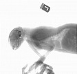 Лордоз у кота что это. Смотреть фото Лордоз у кота что это. Смотреть картинку Лордоз у кота что это. Картинка про Лордоз у кота что это. Фото Лордоз у кота что это