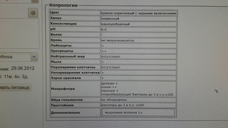 Что такое копрология. Копрология анализ. Копрология кала. Копрология цель. Копрология анализы дрожжи +.
