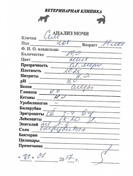 Лет в анализе мочи что это. Общий анализ мочи заключение. Общий анализ мочи при заболеваниях почек.