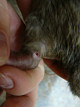 Опух палец у крысы