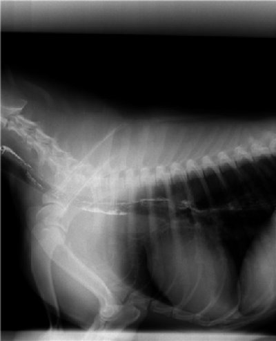 Пищевод собаки. Рентген пищевода собаки норма. Дивертикул трахеи на рентгене. Мегаэзофагус у собак рентген.