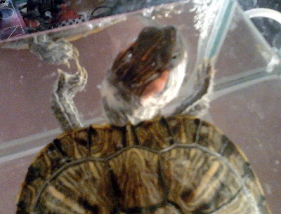 Некроз панциря красноухой черепахи. Грибок у красноухой черепахи. Красноухая черепаха белое пятно на голове. Здоровый панцирь красноухой черепахи. Пятна на панцире красноухой черепахи.