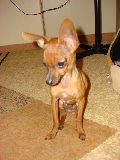 Лапы той терьера. Той терьер с короткими ногами. Той терьер сломал лапу. Той терьер палевый. Лапы той терьера.