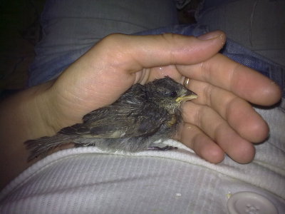 маленькие воробьи птенцы. птенец голубя слеток. взрослый птенец голубя. маленький голубь птенец. слеток воробья.