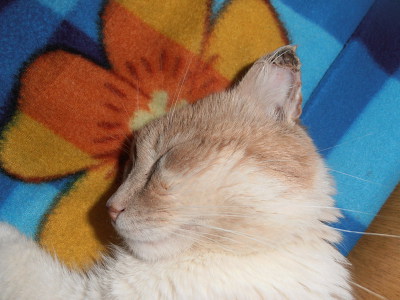 обморожение ушей у кошек