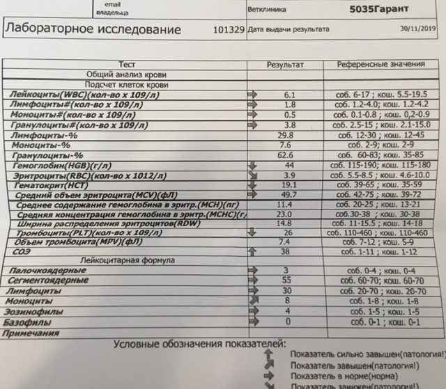 Кальцивироз у кошки схема лечения симптомы