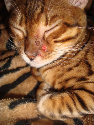 Помогите болячка на носу у кошки. - 24 ноября 2012 - Форум Зоовет