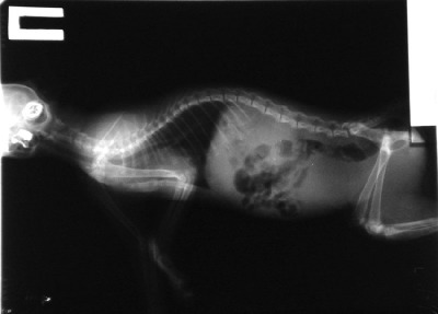 Селезенка у котов. Мочевого удар рентген кота. У кота отнялись задние лапы. Некроз селезенки у собак. Задержка мочи у котов рентгене.
