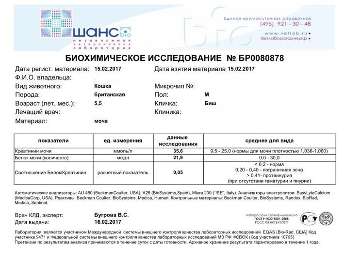 У кота повышен креатинин