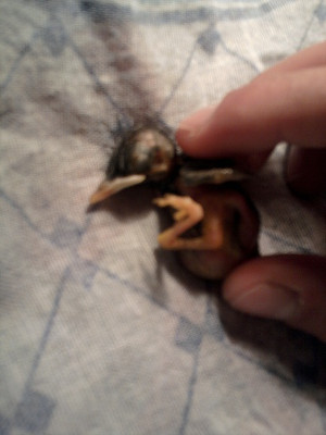 Какашки птенцов. Помет здорового бройлера. Нормальный кал у цыплят бройлеров. Какашки птенцов. Стадии развития птенца воробья.