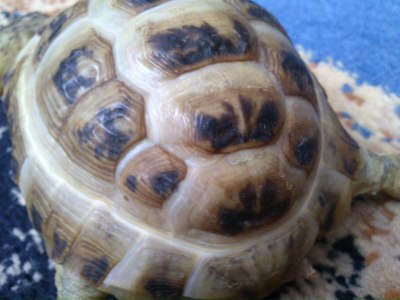 Грибок у красноухой черепахи. Здоровый панцирь красноухой черепахи. Рахит у красноухой черепахи. Грибок панциря у красноухих черепах. Грибок на черепахе.