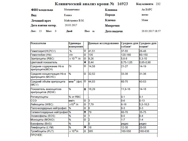 Панкреатит у кота схема лечения