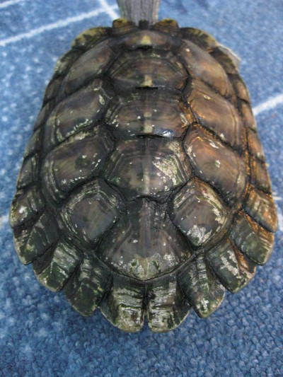 Почему у черепахи на панцире белые пятна. Панцирь красноухой черепахи. Грибок у красноухой черепахи. Белые пятна на панцире красноухой черепахи. Белые пятна на панцире красноухой черепахи.