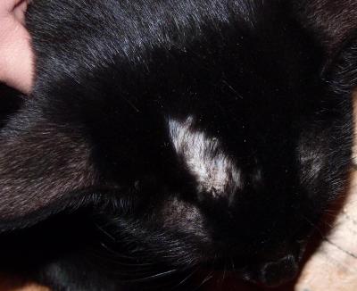 К кота появляются лысины на голове. Проплешины на голове у кота. Проплешины на голове у кота. Рыжий кот на белом фоне. Шерсть кошки.