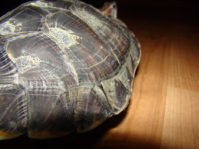 Красноухие черепахи белый панцирь