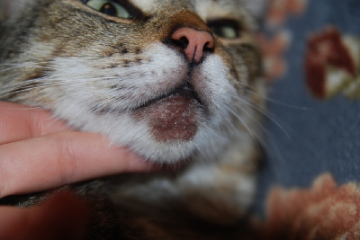 Фото акне у кошек