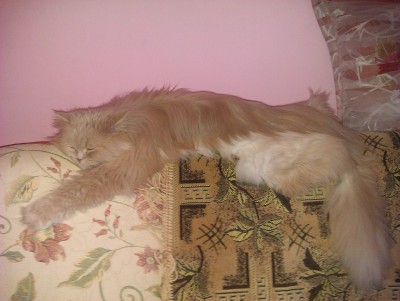 Кошка вялая, постоянно спит, плохо ест. - 27 мая 2012 - Форум Зоовет