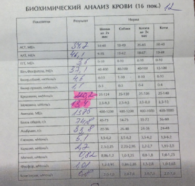 Время анализа гистологии. Гистология анализ. Результаты гистологии расшифровка. Анализ крови по гистологии.