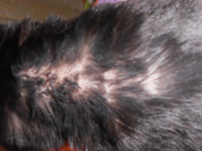Кошка чешется и вылизывает шерсть до кожи - 30 сентября 2012 - Форум Зоовет