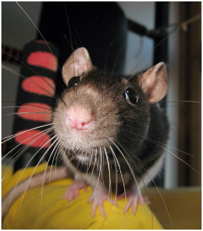 крысы пахнут. крыса. пятнистая крыса. много крыс. крыса домашняя.