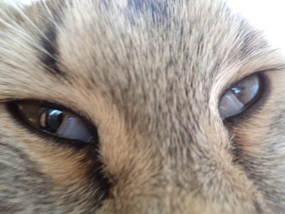у кошки на глазах пленка в уголках глаз