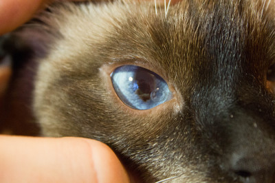 Как происходит развитие синдрома сухого глаза