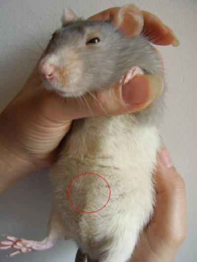 Рак крысы характеристика