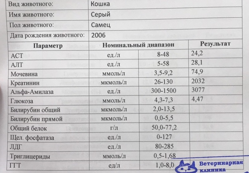 У кота повышен креатинин