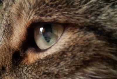 Катаракта у кота как выглядит проблемы с сердцем у кошки и похоже на глаукому - 15 июня 2013 - Форум Зоовет