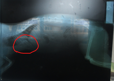 Рак Молочных Желез У Кошек Фото