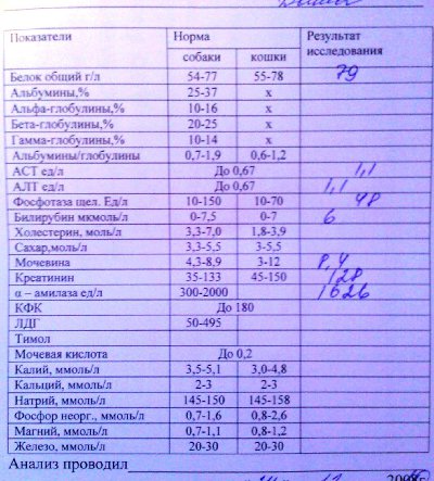 Биохимический анализ крови белок норма