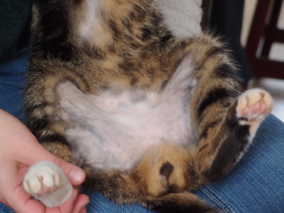 выпадение шерсти у кота в районе живота и задних лап - 27 июня 2013 - Форум  Зоовет