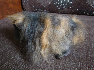 Выпадает шерсть у свинки. Выпадает шерсть у свинки. Выпадает шерсть у свинки. Власоед у морской свинки. Залысины у морской свинки.