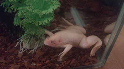 Водянка у лягушки. Гладкая шпорцевая лягушка. Шпорцевая лягушка водянка. Шпорцевая лягушка альбинос. Головастик шпорцевой лягушки.