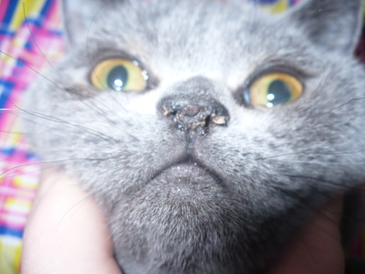 У кота сухой нос