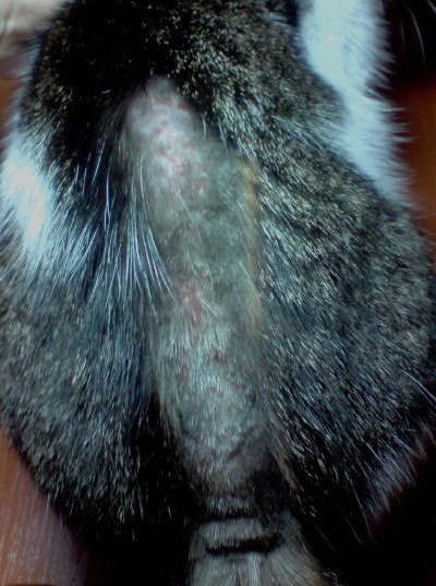 Странная сыпь у кошки. - 13 января 2010 - Форум Зоовет