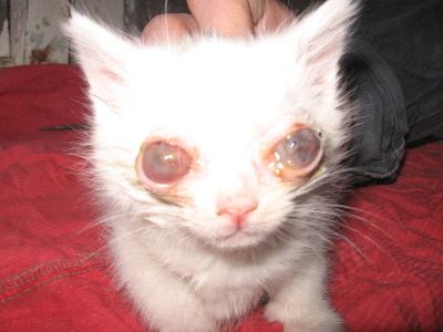 глаза у котят с гноем и кровью, тяжелое состояние - 30 апреля 2010 - Форум  Зоовет