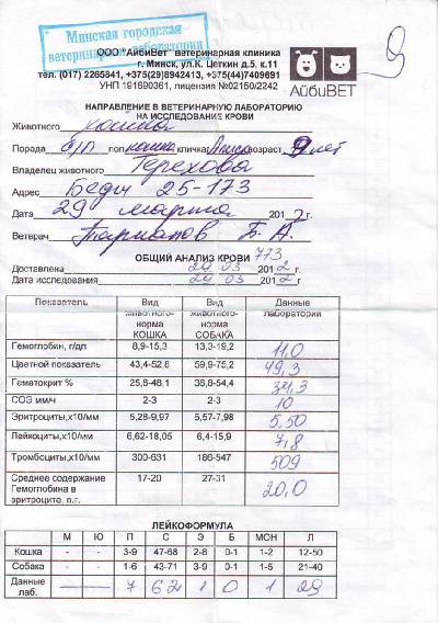 Схема лечения сахарного диабета у кошек