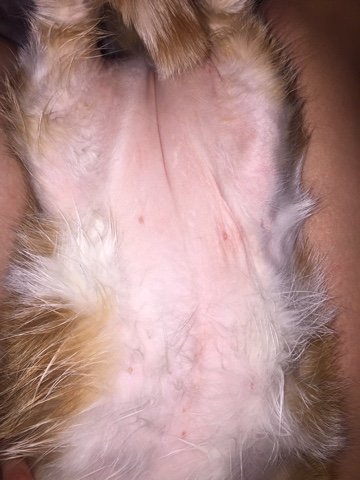 Кот выгрызает/вылизывает/вычесывает себе шерсть в подмышках, на животе, в  паху, задних лапах, на спине - 30 января 2017 - Форум Зоовет