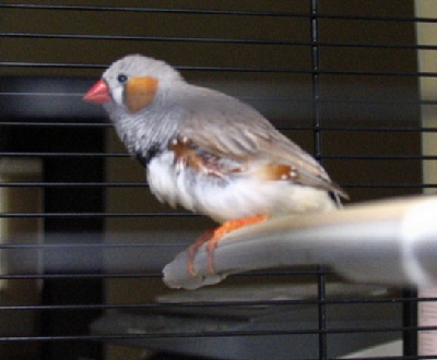 Амадина корелла. Линька у птиц фото. Амадины гульда. Амадины мармазет. Амадины линька.