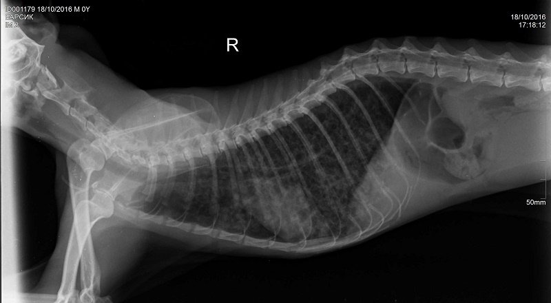 Пищевод кошки. Коллапс трахеи у собак рентген снимок.